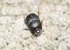 Onthophagus sp.